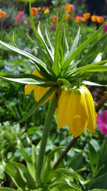  - Lalele zambile narcise