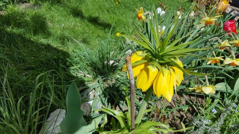  - Lalele zambile narcise