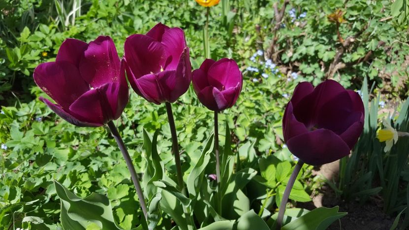  - Lalele zambile narcise