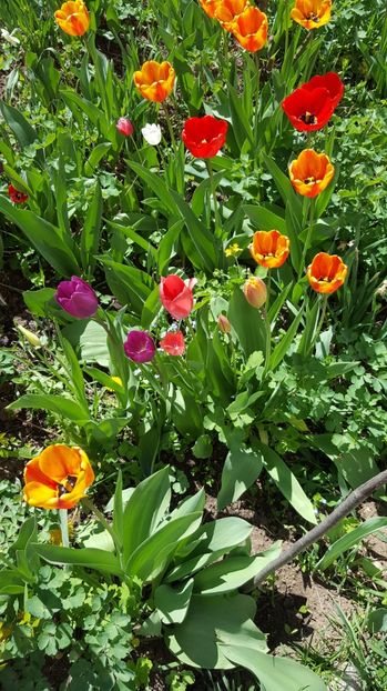  - Lalele zambile narcise