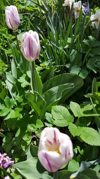  - Lalele zambile narcise