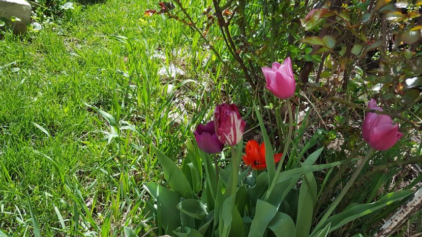  - Lalele zambile narcise