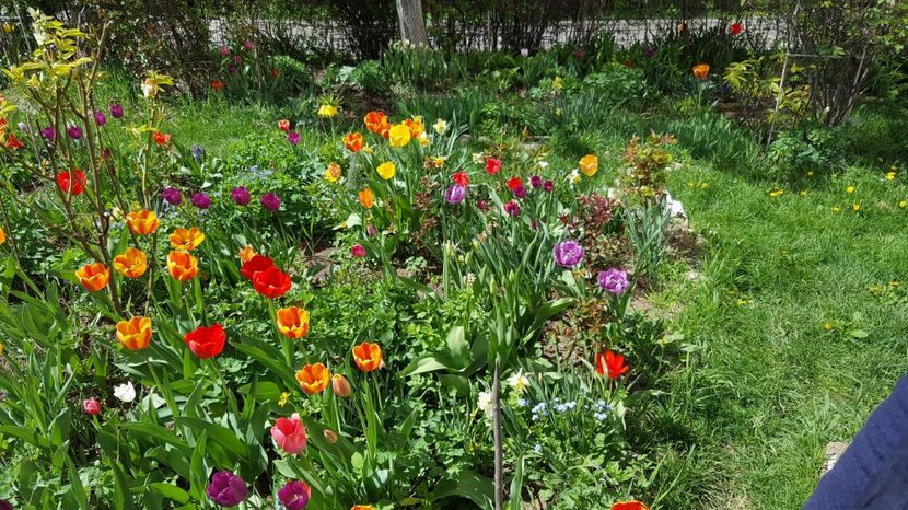  - Lalele zambile narcise