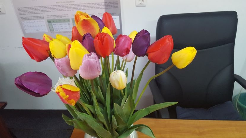  - Lalele zambile narcise