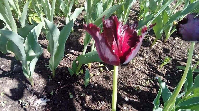 received_421855001525347 - gradina 2017