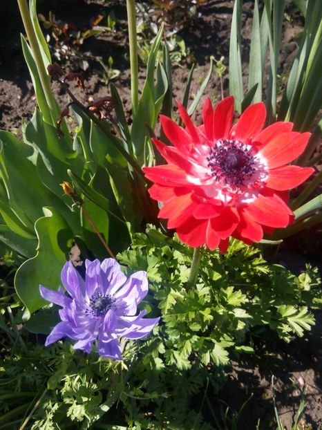  - gradina 2017