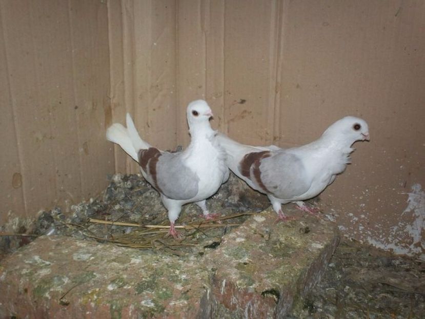  - PESCARUSI DE AACHEN