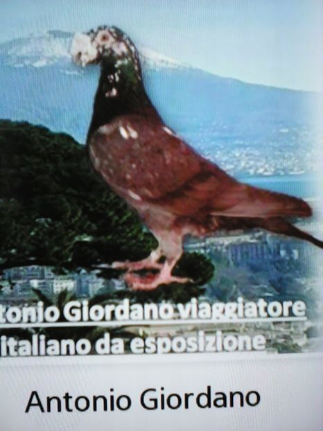  - VOIAJORI DE FRUMUSETE BAGDETI INDIENI GERMANII