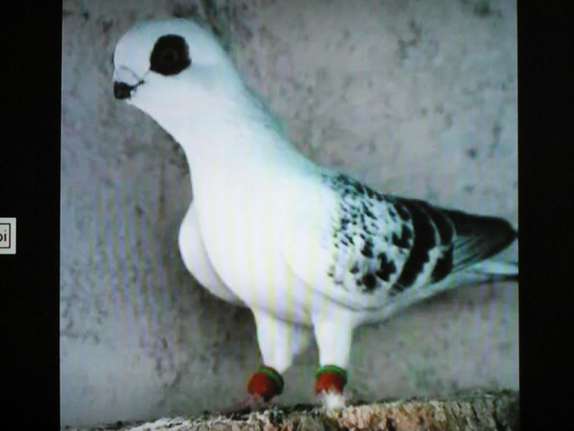  - VOIAJORI DE FRUMUSETE BAGDETI INDIENI GERMANII