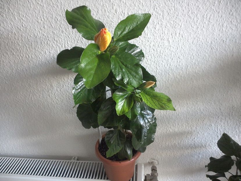 WIN_20170426_112106 - Tahitian Dark Congo