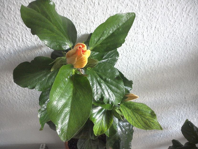 WIN_20170426_112138 - Tahitian Dark Congo