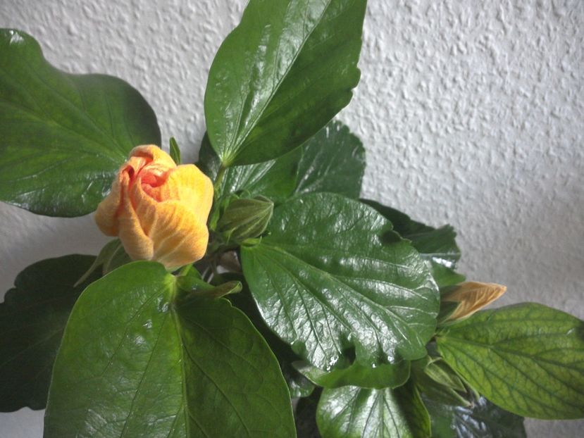 WIN_20170426_112219 - Tahitian Dark Congo