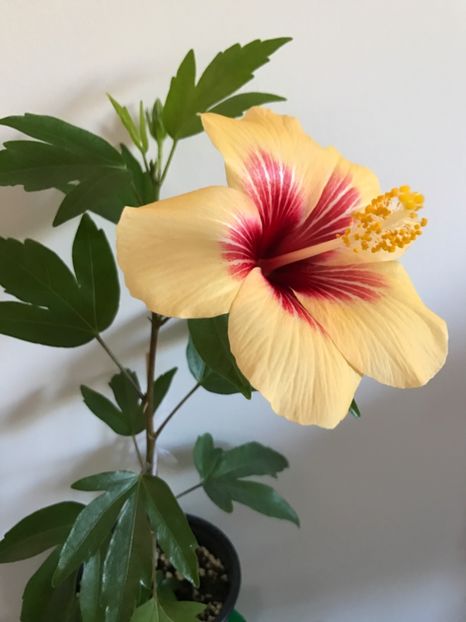 26.04.2017 - Fidjian Yellow - Hibiscus 2017