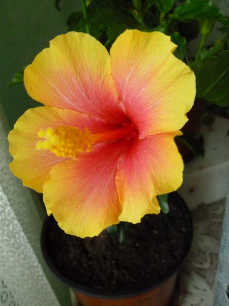  - 0 Zambetul florilor continua