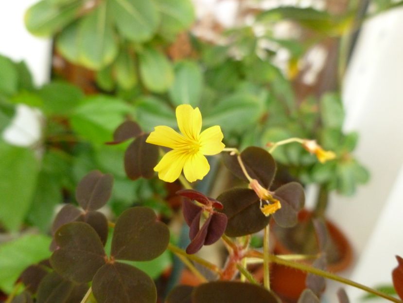  - 0 Zambetul florilor continua