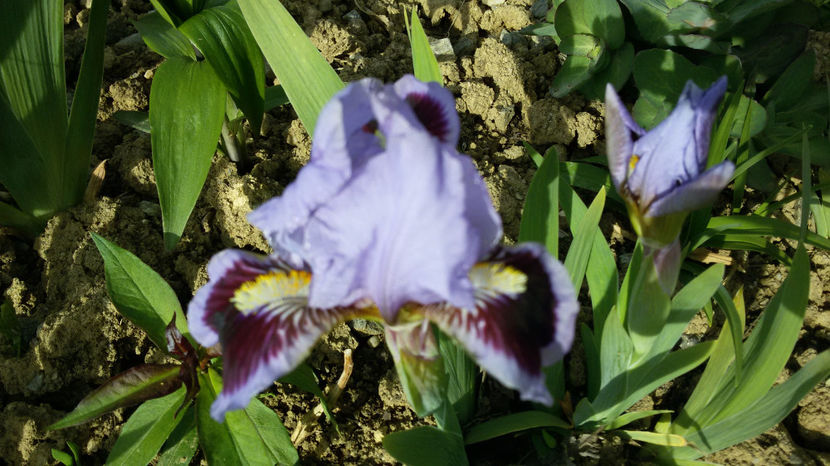 tmp_32396-20170426_091733-273255226 - irisi 2017