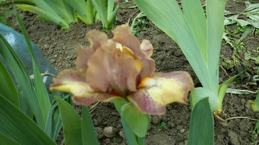 tmp_32396-20170426_1506381278601576 - irisi 2017