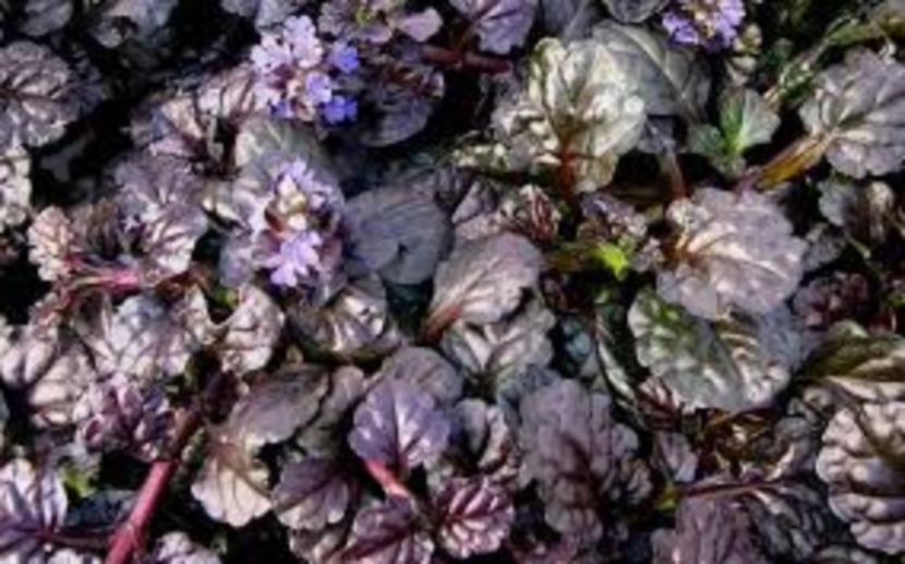 Ajuga reptans Black Scallop - 00 Achizitii primavara 2017