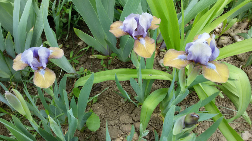 tmp_32396-20170426_1507591603865593 - irisi 2017