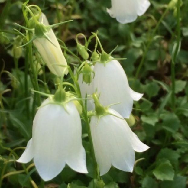 campanula_cochlearifolia_white_baby400 - 00 Achizitii primavara 2017