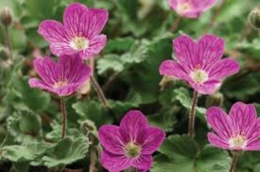 Erodium variabile 'Bishop's Form' - 00 Achizitii primavara 2017