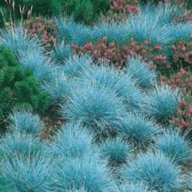 Festuca glauca - 00 Achizitii primavara 2017