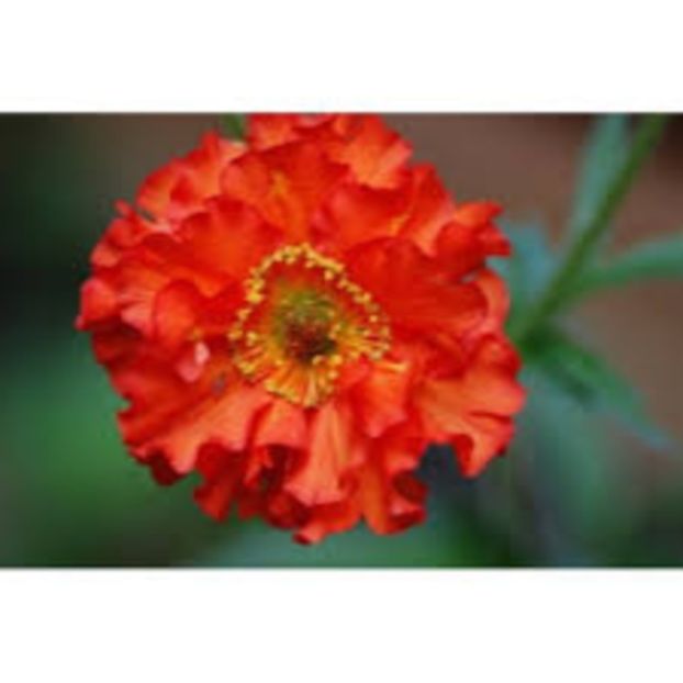 Geum hybrida Feuerball Mrs Bradshaw - 00 Achizitii primavara 2017