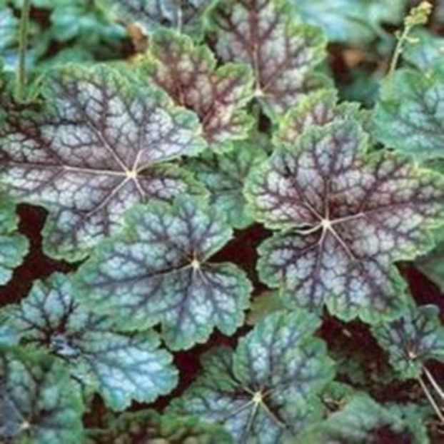heuchera americana Dale's Strain - 00 Achizitii primavara 2017