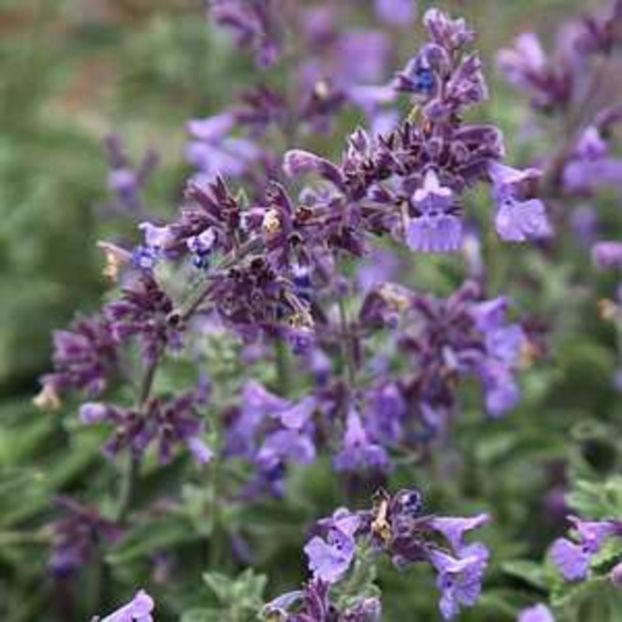 Nepeta faassenii Light blue - 00 Achizitii primavara 2017