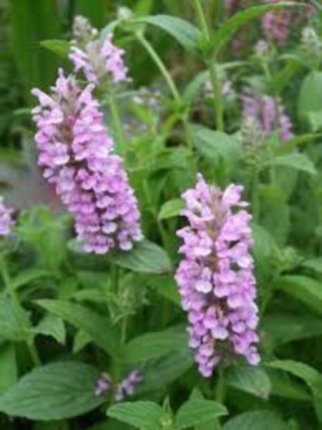 Nepeta nervosa Pink Cat - 00 Achizitii primavara 2017