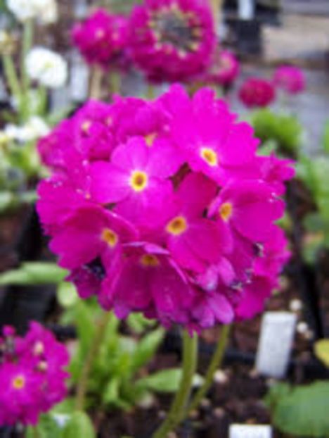 Primula denticulata Rubin - 00 Achizitii primavara 2017