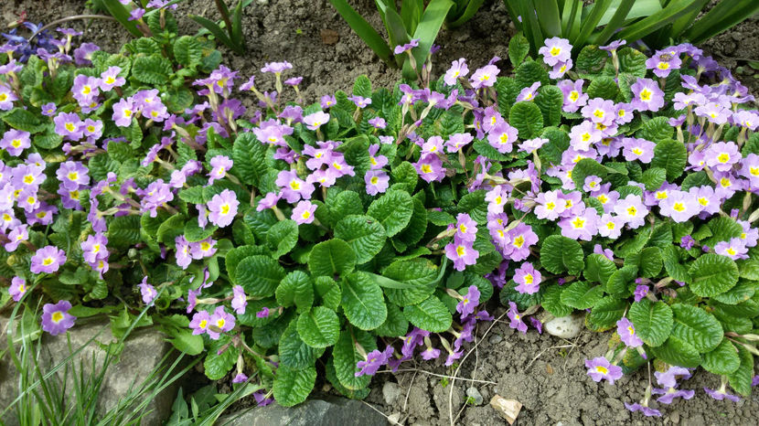 tmp_32396-20170426_1508501238043463 - primavara 2017