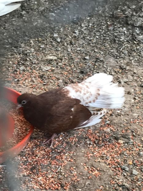  - Ciungi de Bucuresti