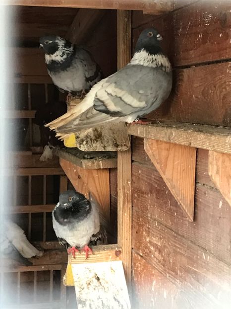  - Vargati cu dunga alba