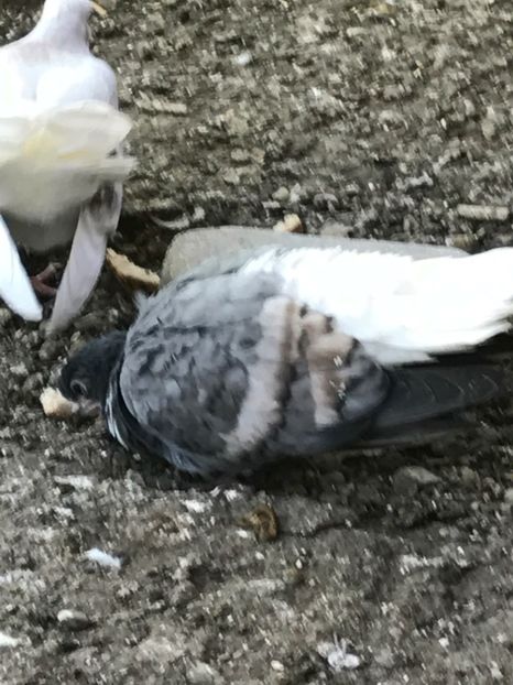  - Vargati cu dunga alba