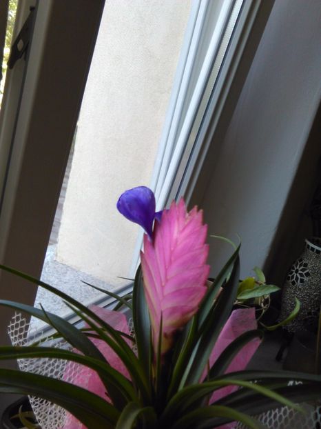  - Bromelia tillandsia cynaea