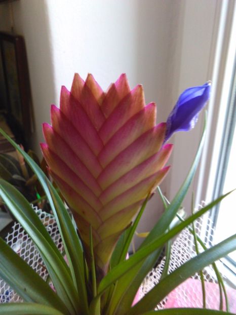  - Bromelia tillandsia cynaea