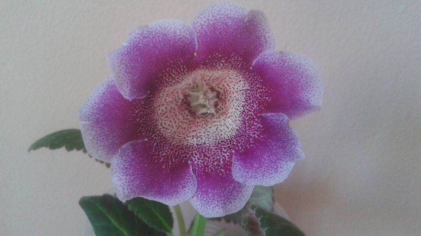 sliper tigrina viola - gloxinia 2017