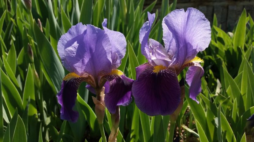  - Primavara lui Aprilie