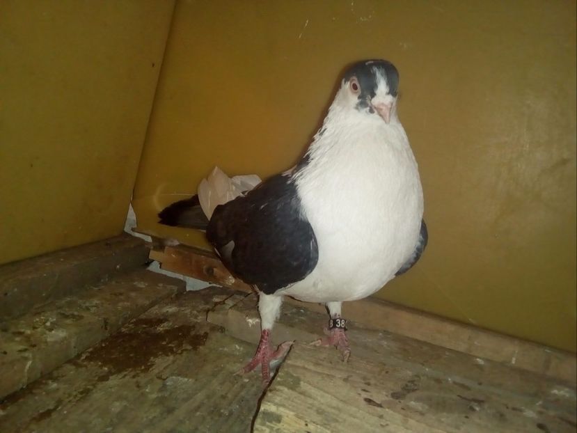 M - 2016 - Porumbei Jucatori de Galati