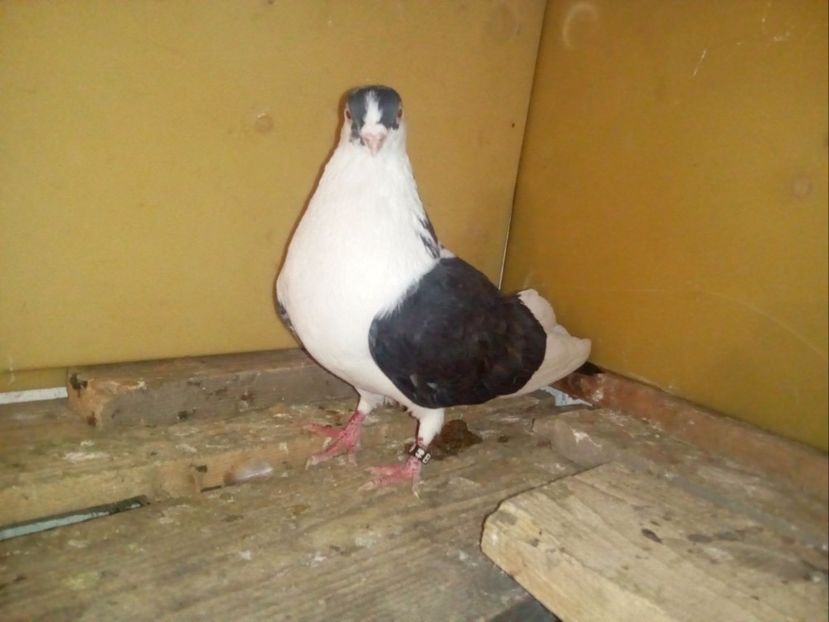 M - Porumbei Jucatori de Galati