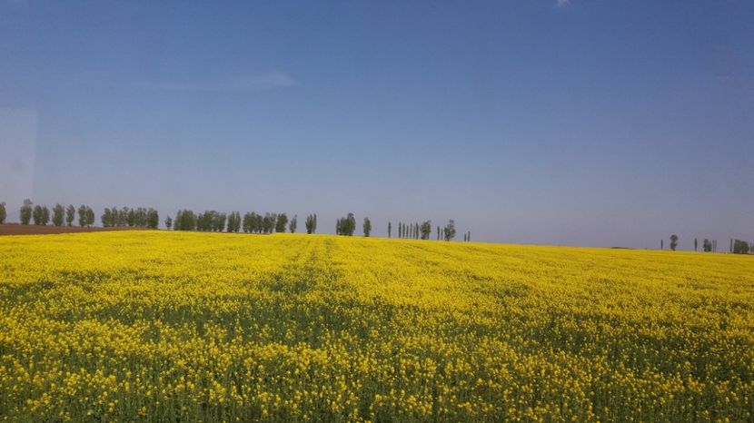  - Primavara lui Aprilie