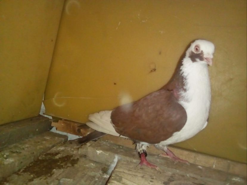 M - 2016 - Porumbei Jucatori de Galati