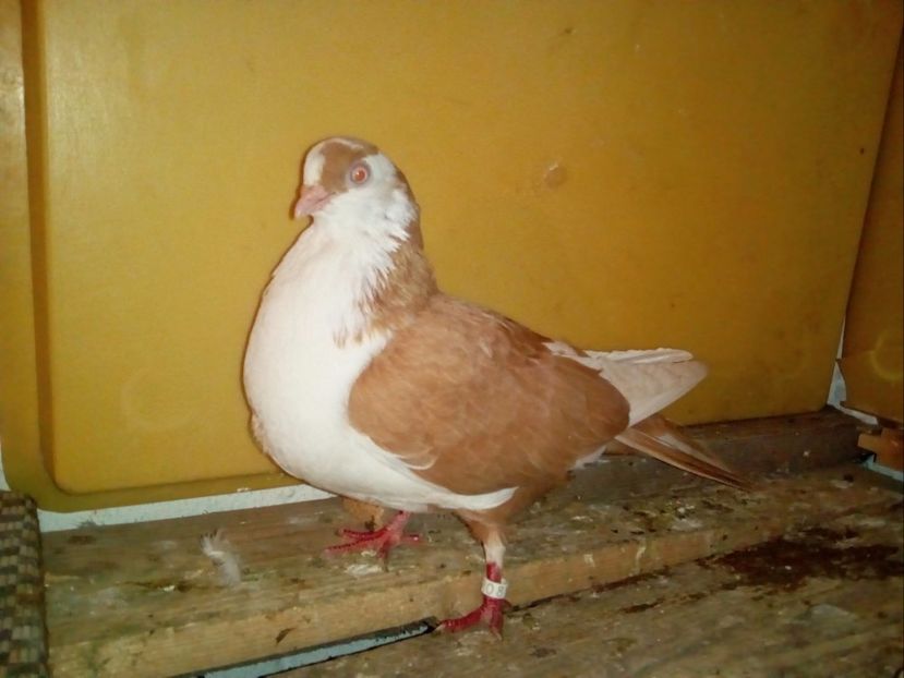 F - 2015 - Porumbei Jucatori de Galati