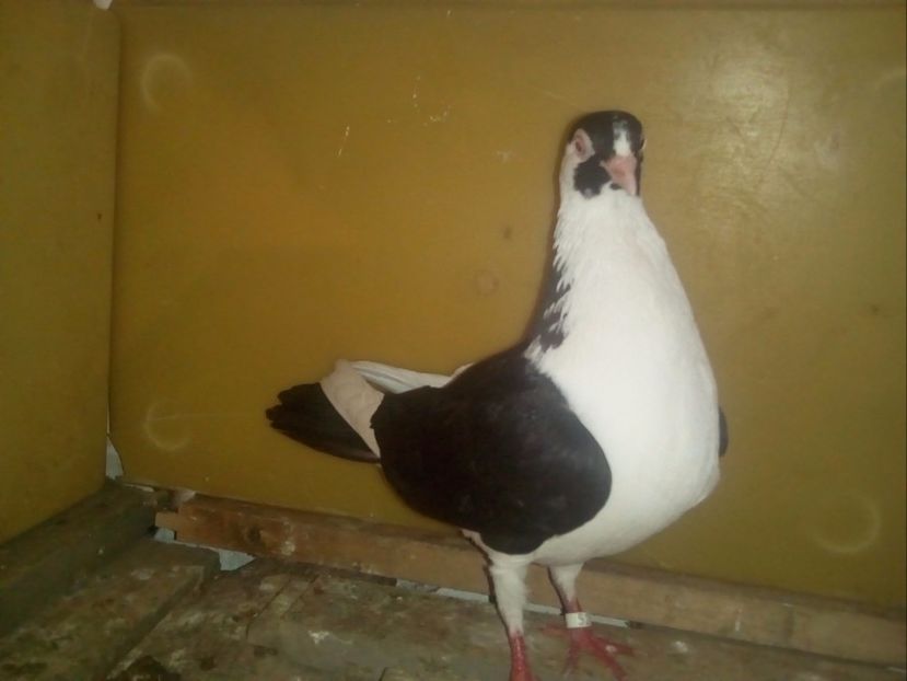 F - 2015 - Porumbei Jucatori de Galati