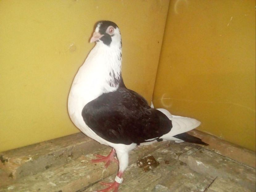 F - Porumbei Jucatori de Galati