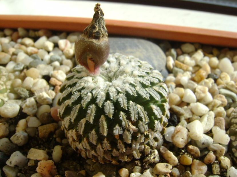 Turbinicarpus pseudopectinatum, fruct - Cactusi 2017