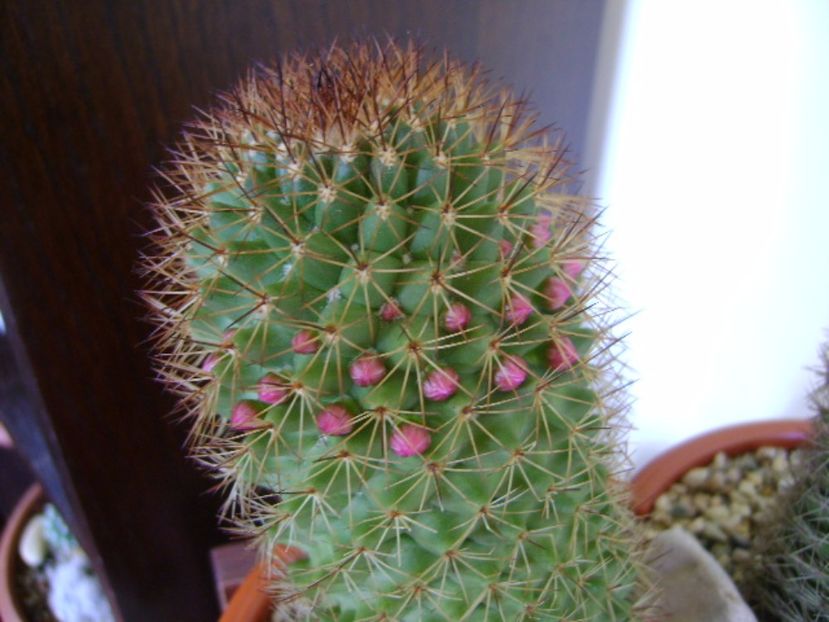 Mammillaria backebergiana, boboci - Cactusi 2017