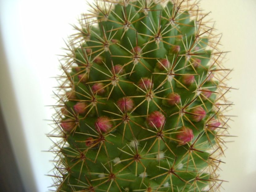 Mammillaria backebergiana - Cactusi 2017