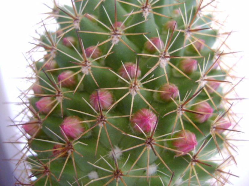Mammillaria backebergiana - Cactusi 2017